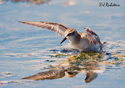 Calidris pusilla